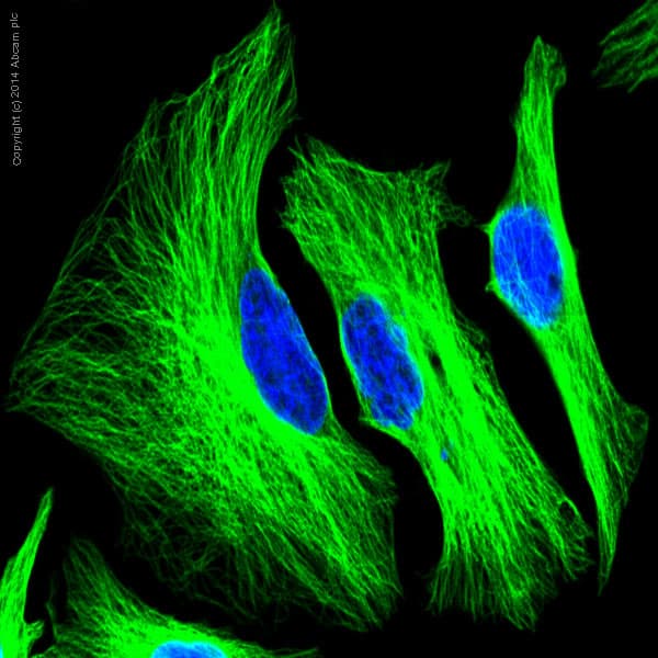 Alexa Fluor® 488 Anti-Tubulin antibody [YOL1/34] - Microtubule Marker(AB195883)