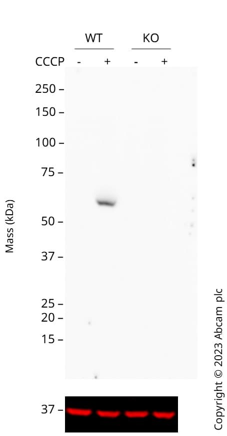 Human PINK1 knockout HEK-293T cell line(ab266393)