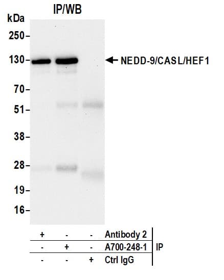 Anti-NEDD-9/CASL/HEF1 antibody [BLR248L] - BSA free(AB314111)
