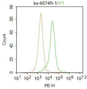 Anti-Catalase antibody(AB217793)