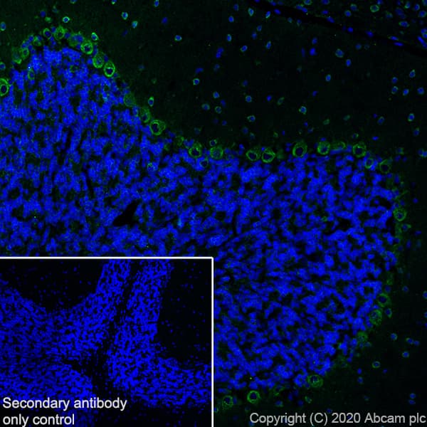 Anti-SCA2 antibody [EPR23630-49] - BSA and Azide free(ab275752)