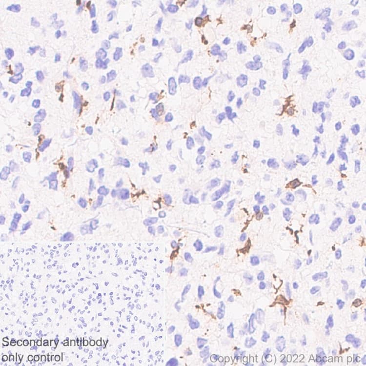 Iba1 Antibody Epr61362 Microglia Marker Ab178680  Immunohistochemistry Formalin Pfa Fixed Paraffin Embedded Sections Img415994