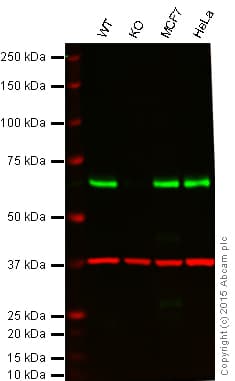 Anti-AMPK alpha 1 antibody [Y365](AB32047)