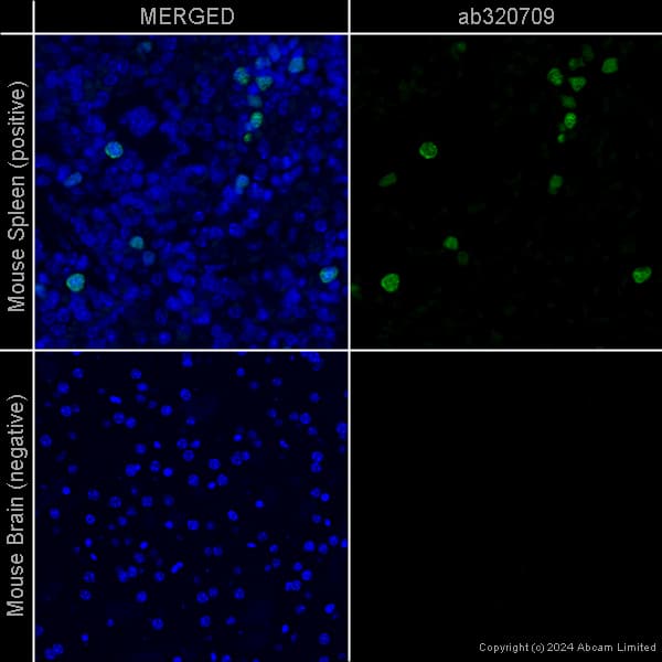 Goat Anti-Chicken IgY H&L (Alexa Fluor® 488) preadsorbed(AB150173)