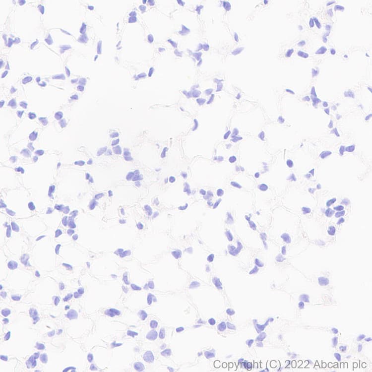 Gaba A Receptor Alpha 2 Gabra2 Antibody Epr26485 185 Bsa And Azide Free Ab307360  Immunohistochemistry Formalin Pfa Fixed Paraffin Embedded Sections Img405546
