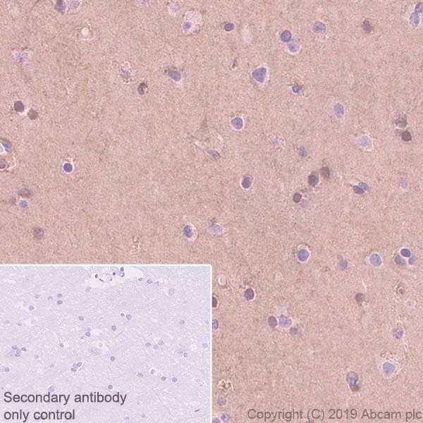 Antigen Retrieval Buffer (100X Tris-EDTA Buffer, pH 9.0)(AB93684)