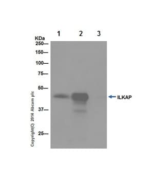 Ilkap Antibody Epr16145 Ab196013  Immunoprecipitation Img281