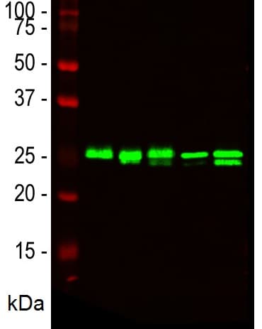 Anti-HMGB1 antibody [1F3](AB190377)