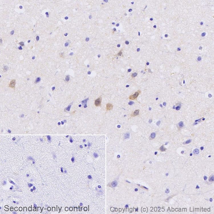 Anti-PSD95 antibody [7E3-1B8] - Synaptic Marker(AB13552)