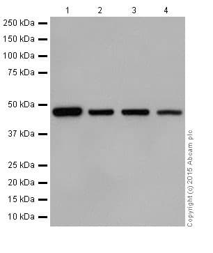 Anti-UQCRC2 antibody [EPR13051](AB203832)