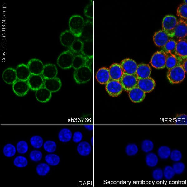 Anti-eIF4E antibody [Y448] - BSA and Azide free(AB240923)