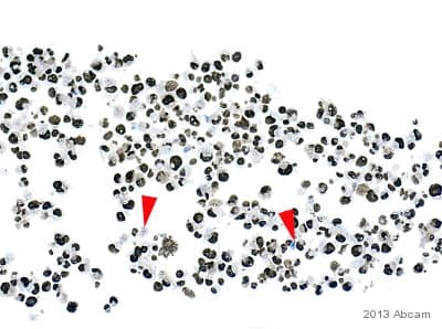 Anti-PCNA antibody(AB18197)