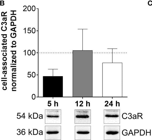 Anti-C3 antibody [EPR2988](AB181147)