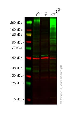 Anti-Fibronectin antibody [10/Fibronectin] - BSA and Azide free(AB281577)