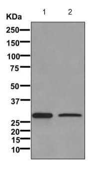 Anti-APOBEC2 antibody [EPR11286(B)] - BSA and Azide free(AB249542)