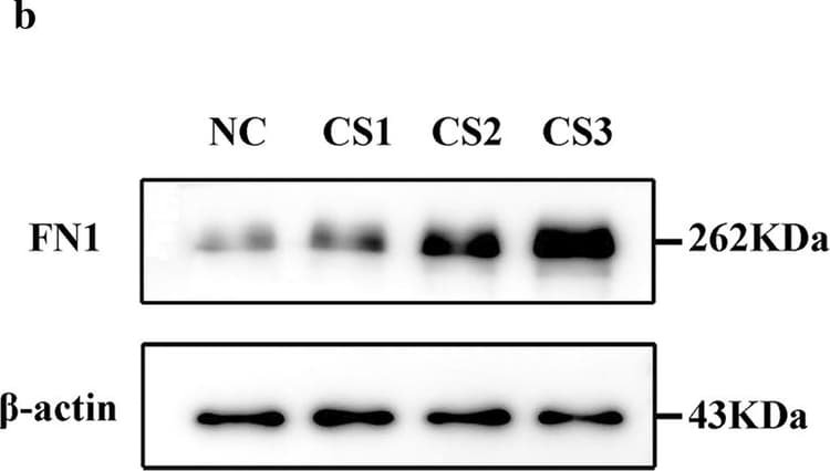 Anti-Fibronectin antibody [F14](AB45688)