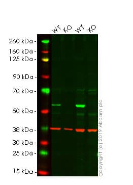 Autophagy Analysis (ATG16L1, ATG16L1 pS278, SQSTM1, LC3B, Ubiquitin, M6PR) Antibody Sampler Panel(AB269811)