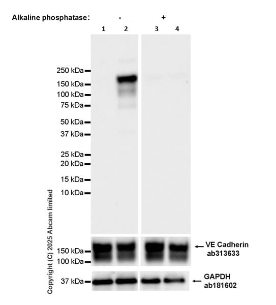 Anti-VE Cadherin antibody [EPR27436-55] - BSA and Azide free(AB313633)