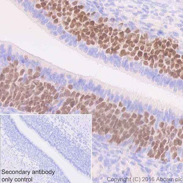 Anti-Lhx2/LH2 antibody [EPR20449] - BSA and Azide free(AB236037)