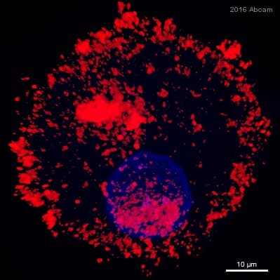Anti-LC3B antibody - Autophagosome Marker(AB48394)