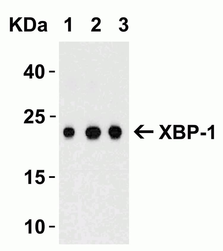 Anti-XBP1 antibody(AB37152)