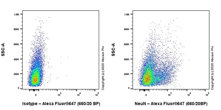Anti-NeuN antibody [EPR12763] - Mouse IgG2a (Chimeric)(AB279296)