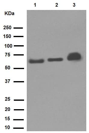 Anti-Klotho antibody [EPR6856](AB181373)