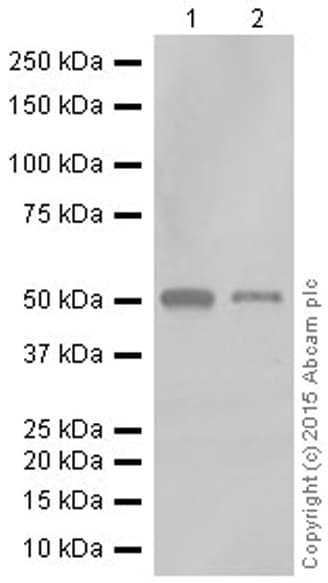 Anti-RGS9 antibody [EPR2873] - BSA and Azide free(AB247728)