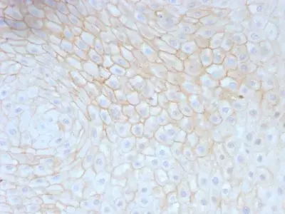 Anti-CD59 antibody [MACIF/629](AB234013)