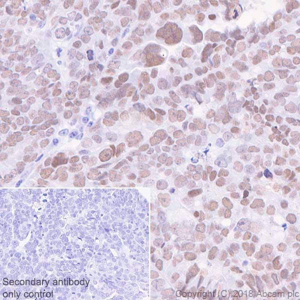Anti-Wilms Tumor Protein antibody [CAN-R9(IHC)-56-2] - BSA and Azide free(AB216646)