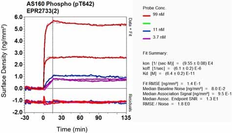 As160 Phospho T642 Antibody Epr27332 Ab131214  Oi Rd Scanning Img97928