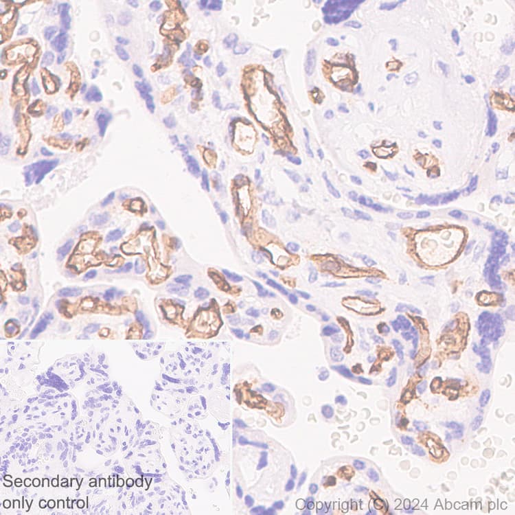 Cd34 Antibody Rm2052 Bsa And Azide Free Ab317589  Immunohistochemistry Formalin Pfa Fixed Paraffin Embedded Sections Img431380