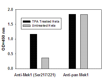 Mek1 (pS217/221) + total Mek1 ELISA Kit(AB126448)