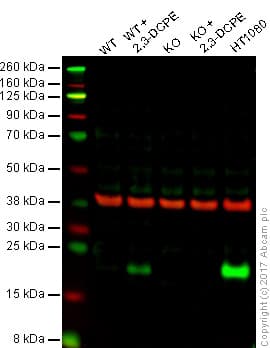 Anti-p21 antibody [EPR362](AB109520)