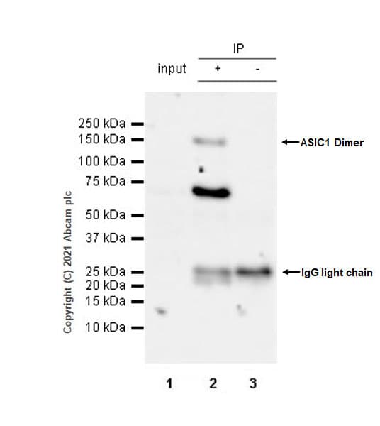 Anti-ASIC1 antibody [EPR25411-45] - BSA and Azide free(AB284410)