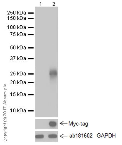Anti-HAND2 antibody [EPR19451](AB200040)