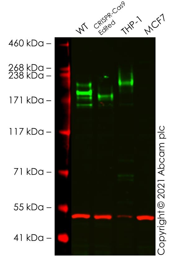 Anti-CD45 antibody [EP322Y](AB40763)