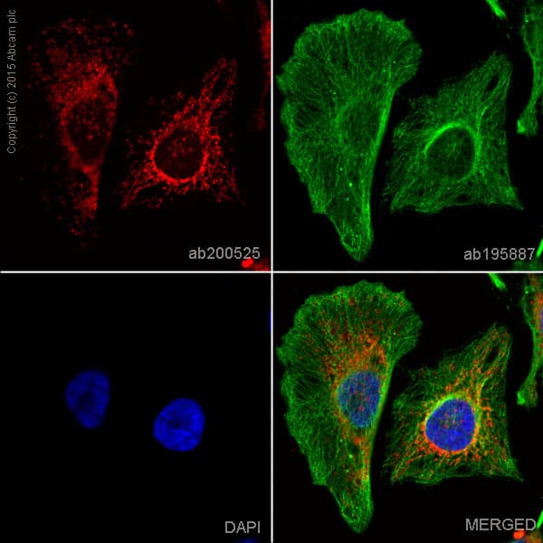 Alexa Fluor 647 Mtco2 Antibody Epr3314 Ab200525  Immunocytochemistry Immunofluorescence Img109788