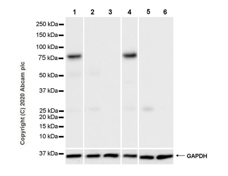 Stat4 Antibody 8 Stat4 Ab280213  Western Blot Img16047