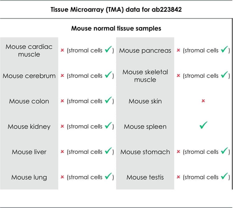 Anti-CD39 antibody [EPR20627](AB223842)