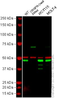 Anti-XRCC4 antibody(AB213729)