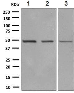 Eef1a1 Ef Tu Eef1a1 Ee1al3 Eef1a1p5 Antibody Epr9470 Ab140632  Western Blot Img70870