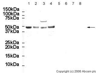 Anti-Oct4 antibody(AB19857)