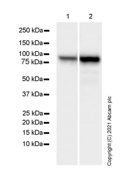 Hsp90 Alpha Antibody 68 Hsp90 Ab282108  Western Blot Img172895
