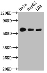 Cytochrome P450 1a2 Antibody 8b2 Ab314171  Western Blot Img419501