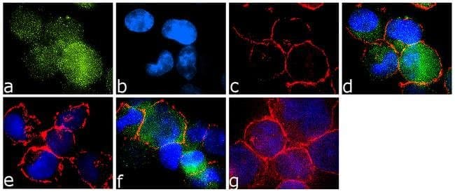Abl1 Phospho Y393 Antibody 19hclc Ab277782  Immunocytochemistry Img55759