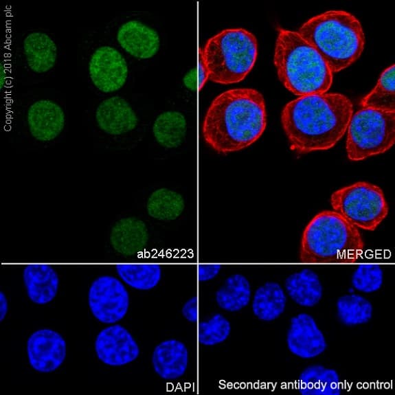 P53 Antibody Epr20416 124 Bsa And Azide Free Ab252388  Immunocytochemistry Immunofluorescence Img88166
