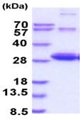 Ab227388  Sds Page Img80716