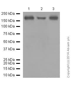 Anti-PDGFR alpha + PDGFR beta antibody [Y92] - C-terminal(AB32570)