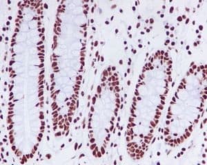 Anti-KAP1 antibody [EPR5249](AB109545)